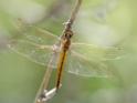 Pantala flavescens female-2.jpg